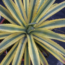 Load image into Gallery viewer, Agave murpheyi 'Engard'