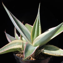 Load image into Gallery viewer, Agave guiengola var. 'Creme Brulee'