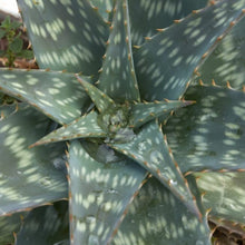 Load image into Gallery viewer, Aloe maculata 'Giant Form'