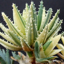 Load image into Gallery viewer, Aloe brevifolia variegata