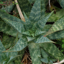 Load image into Gallery viewer, Aloe maculata 'Giant Form'