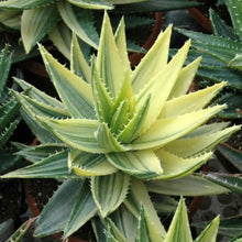 Load image into Gallery viewer, Aloe perfoliata variegata