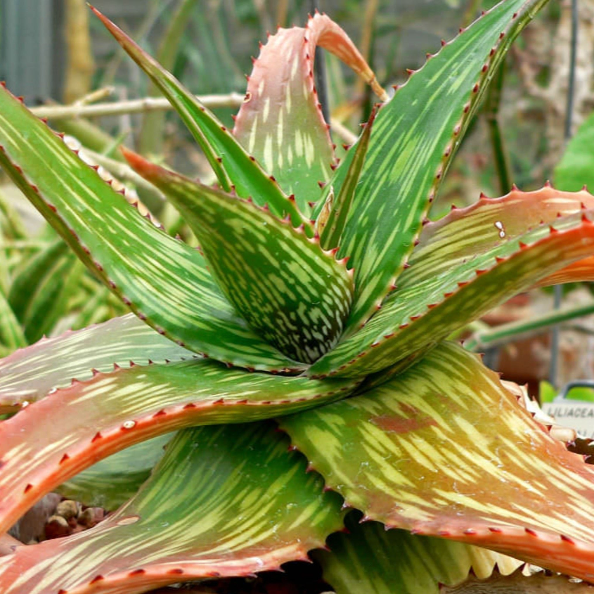 aloe somaliensis Aloe somaliensis