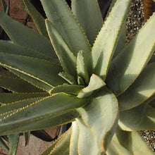 Load image into Gallery viewer, Aloe dichotoma
