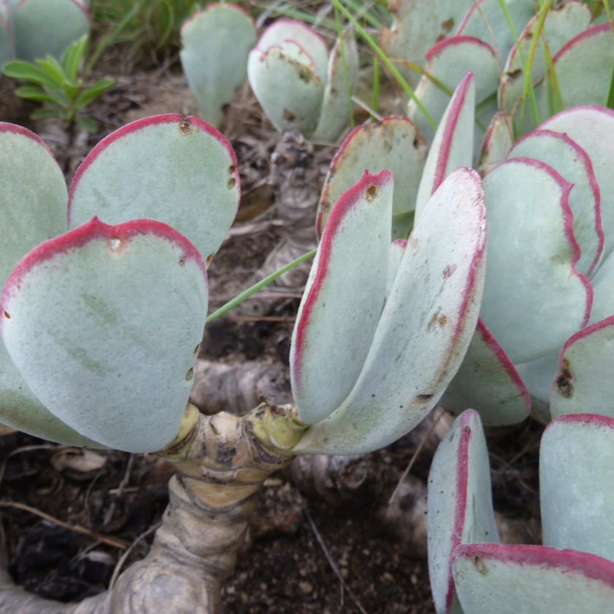 cinderella succulent Cotyledon orbiculata 'Cinderella'