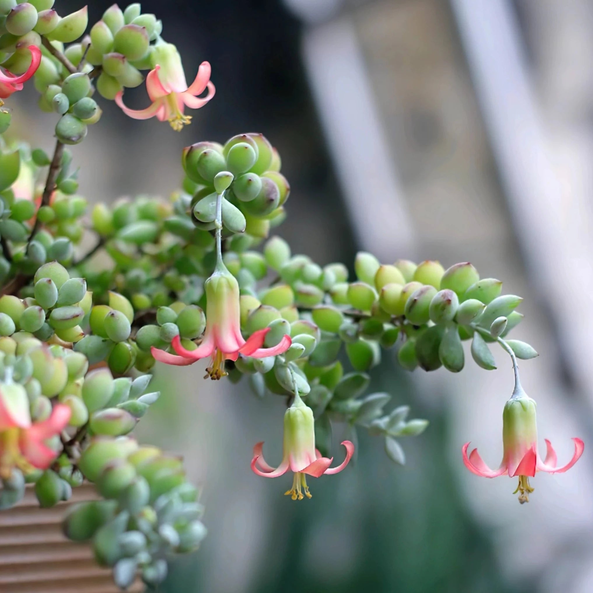 cliff hanger plant Cotyledon pendens – Coastal Succulents, Cacti & Alpines