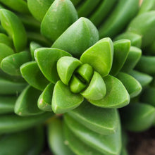 Load image into Gallery viewer, Crassula capitella ‘Benjamin’