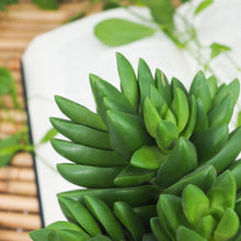 Load image into Gallery viewer, Crassula capitella ‘Benjamin’