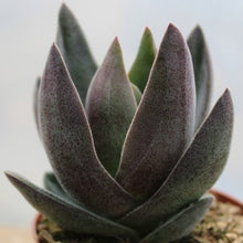 Load image into Gallery viewer, Crassula 'Garnet Lotus'