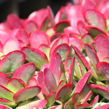 Load image into Gallery viewer, Crassula nudicaulis var. platyphylla 'Burgundy'