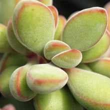 Load image into Gallery viewer, Crassula rogersii