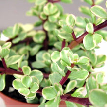 Load image into Gallery viewer, Portulacaria afra (variegated form) 'Elephants Bush'