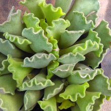Load image into Gallery viewer, Adromischus cristatus