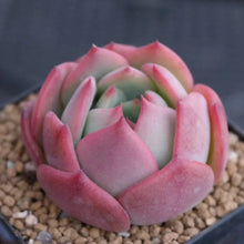 Load image into Gallery viewer, Echeveria 'Patricia'
