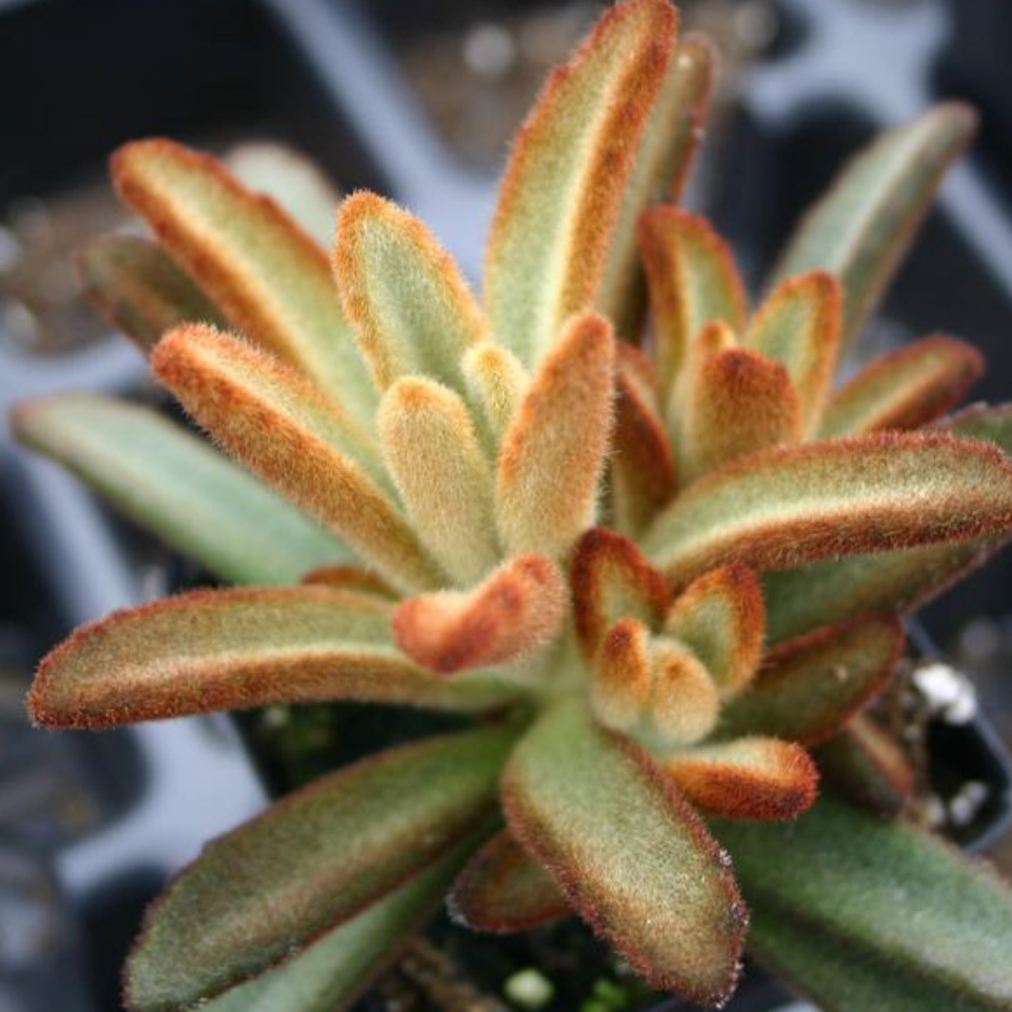 chocolate soldier succulent plants Kalanchoe tomentosa 'Chocolate Soldier'
