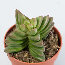 Load image into Gallery viewer, Crassula capitella ‘Benjamin’