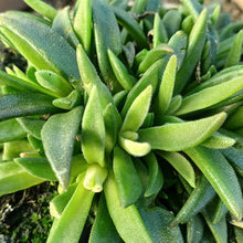 Load image into Gallery viewer, Delosperma sutherlandii