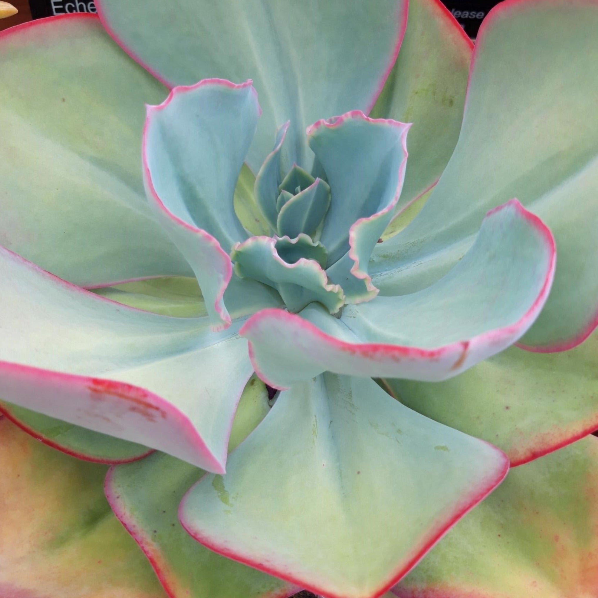 succulent with red edges Echeveria gigantea 'Red Edge'
