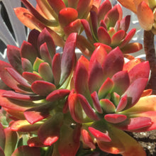 Load image into Gallery viewer, Echeveria 'Mini-belle'