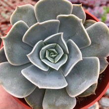 Load image into Gallery viewer, Echeveria 'Pollux'