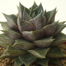 Load image into Gallery viewer, Echeveria purpusorum dionysos