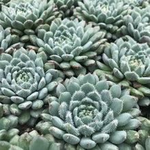 Load image into Gallery viewer, Echeveria rundelli