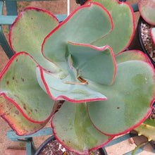 Load image into Gallery viewer, Echeveria gigantea 'Red Edge'