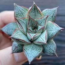Load image into Gallery viewer, Echeveria purpusorum 'White Form'