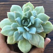 Load image into Gallery viewer, Echeveria 'Van Breen'