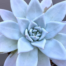 Load image into Gallery viewer, Echeveria 'Mexican Giant'