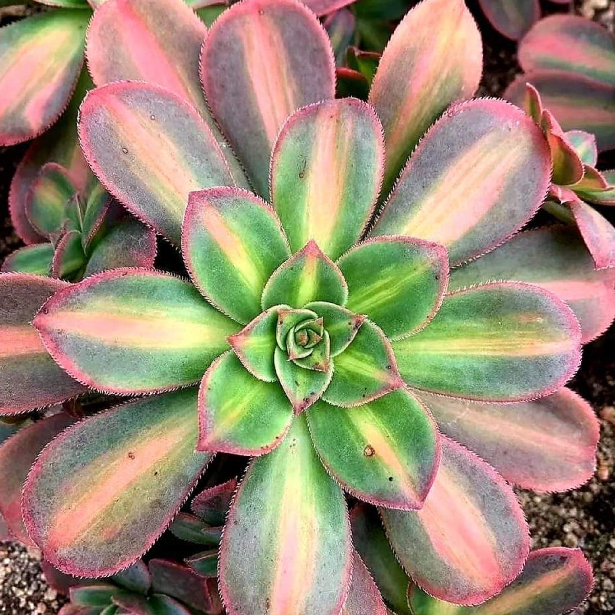 succulent macarons Aeonium 'Macaroon'