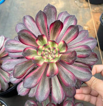Load image into Gallery viewer, Aeonium 'Purple Cloud'
