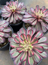 Load image into Gallery viewer, Aeonium 'Purple Cloud'