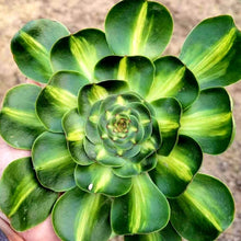 Load image into Gallery viewer, Aeonium 'Princess Poseidon'