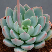 Load image into Gallery viewer, Pachyveria 'Hanabijin'