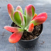 Load image into Gallery viewer, Kalanchoe luciae &#39;Oricula&#39;
