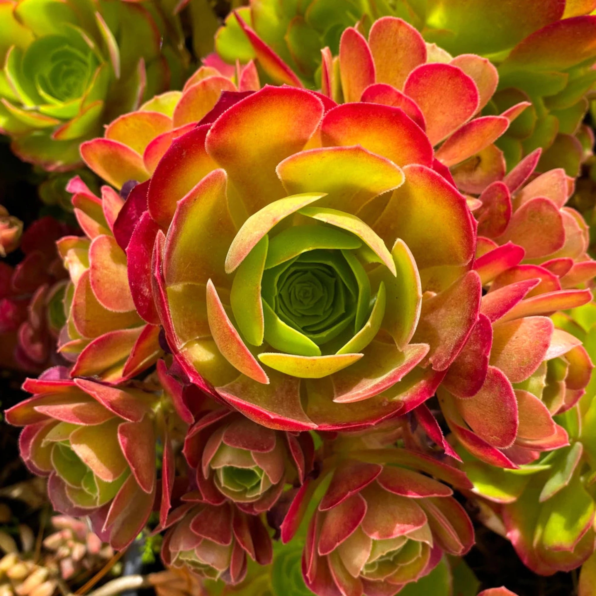 succulent blushing Aeonium 'Blushing Beauty'