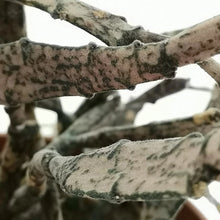 Load image into Gallery viewer, Euphorbia platyclada