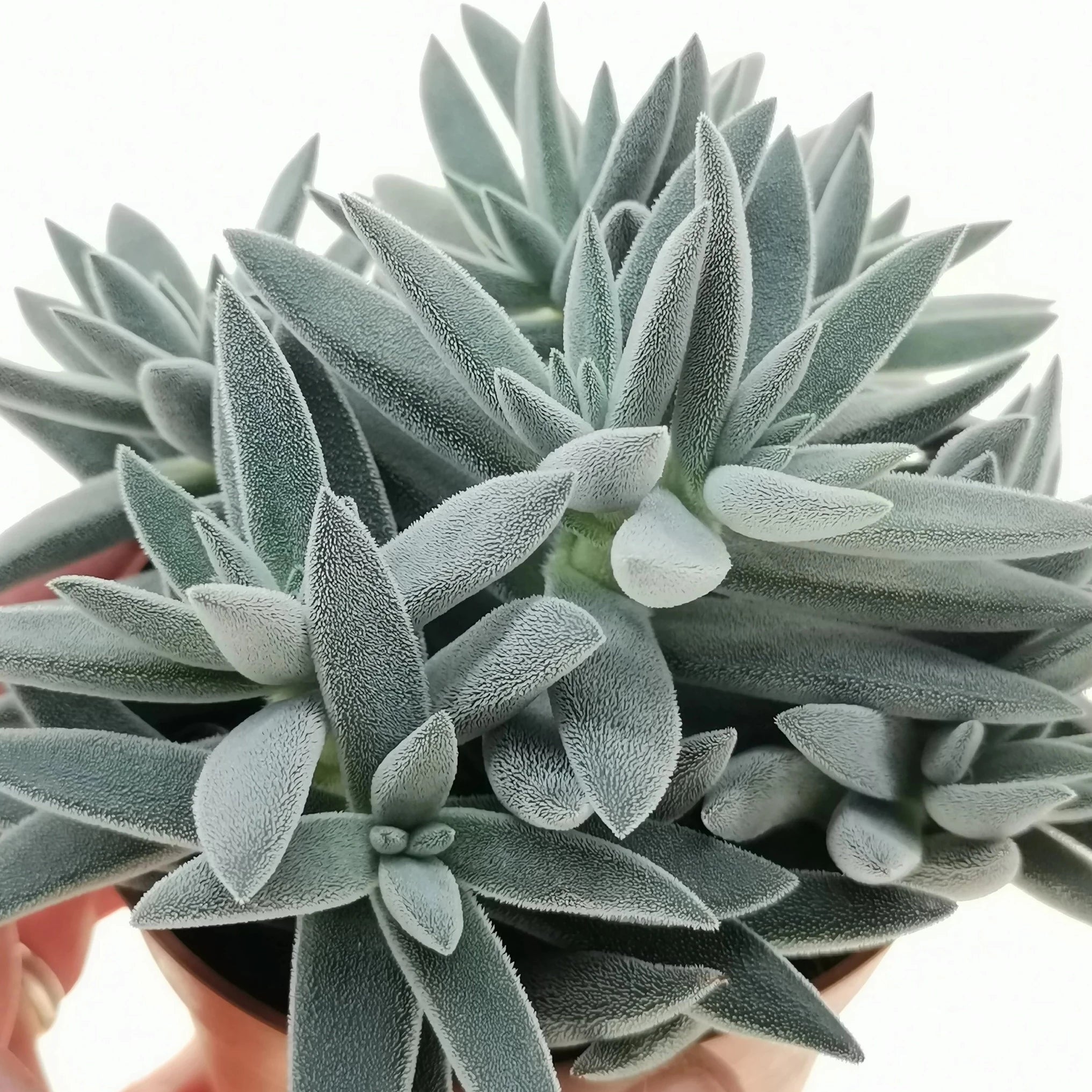 mesembryanthemoides succulent Crassula mesembryanthemoides