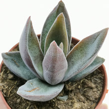 Load image into Gallery viewer, Crassula 'Garnet Lotus'