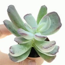 Load image into Gallery viewer, Cotyledon orbiculata 'Silver Peak'