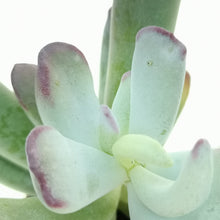 Load image into Gallery viewer, Cotyledon orbiculata 'Silver Peak'