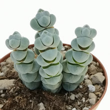 Load image into Gallery viewer, Crassula plegmatoides