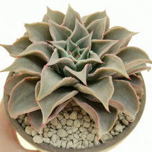 Load image into Gallery viewer, Echeveria 'Madiba'