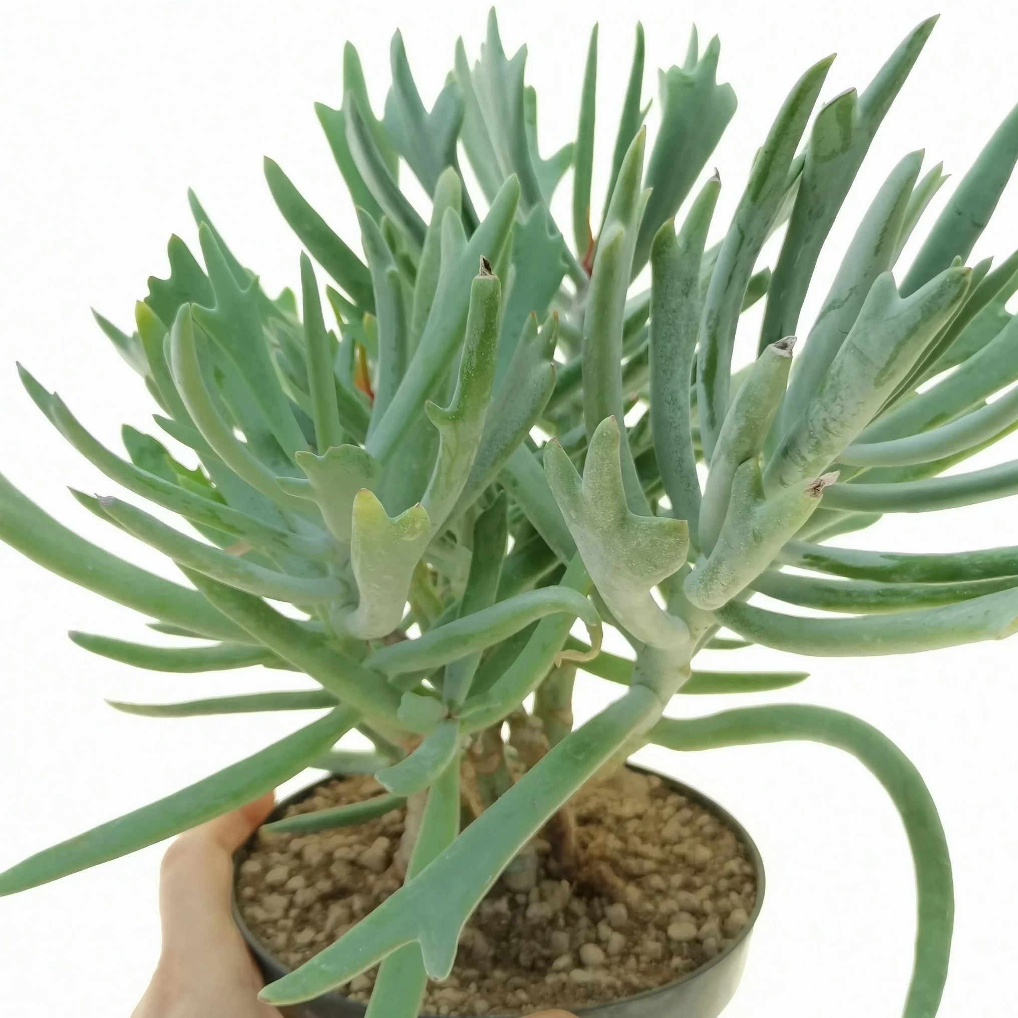 elk antler succulent Cotyledon orbulata 'Elk Horns'