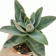 Load image into Gallery viewer, Crassula 'Garnet Lotus'