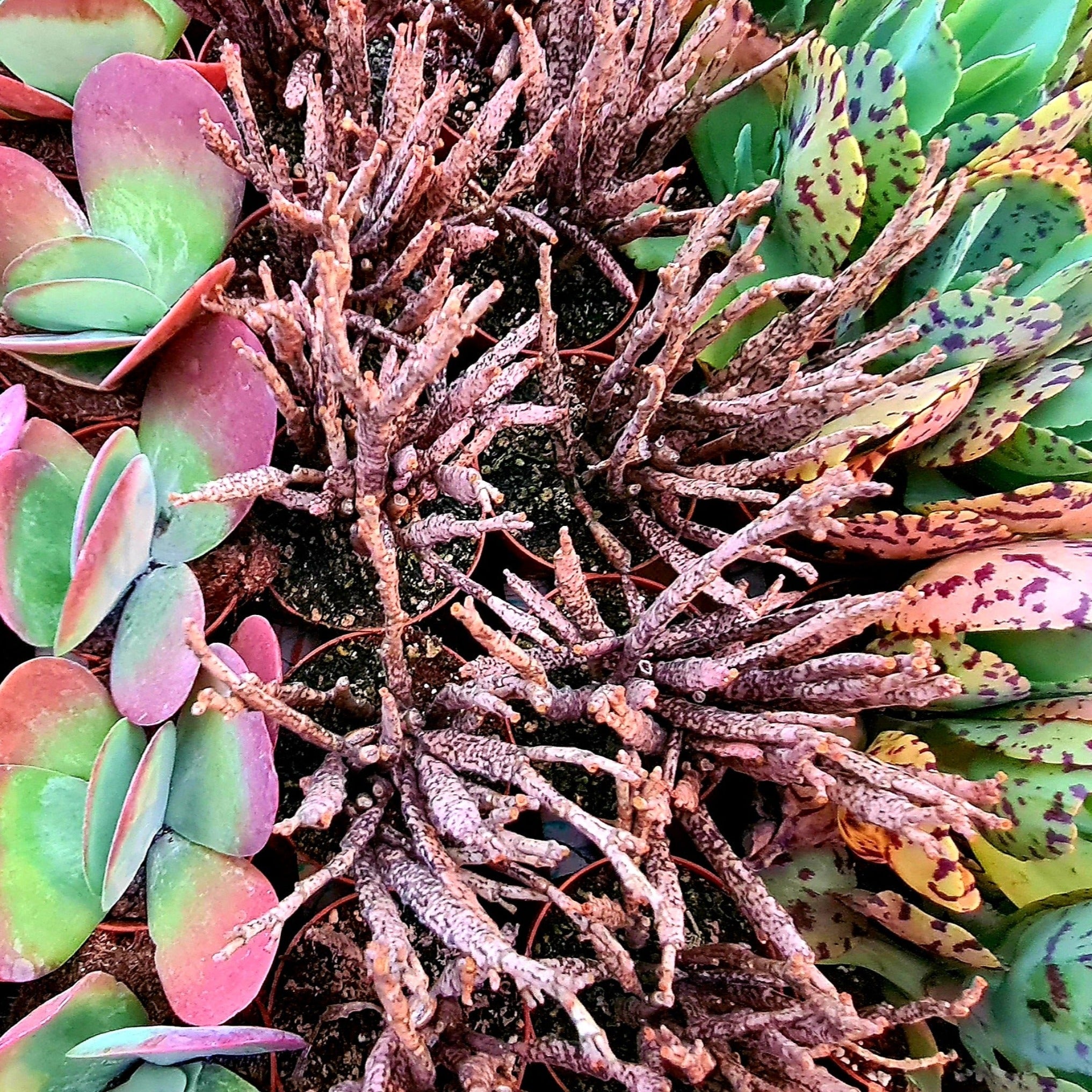 alpines and succulents Coastal Succulents, Cacti & Alpines Digital Gift Card