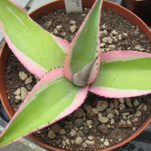 Load image into Gallery viewer, Agave guiengola var. 'Creme Brulee'