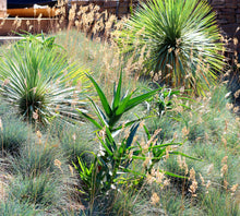 Load image into Gallery viewer, Aloe striatula