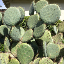 Load image into Gallery viewer, Opuntia robusta